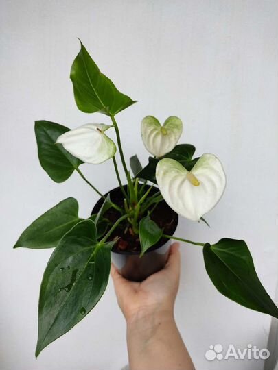 Антуриум Намора