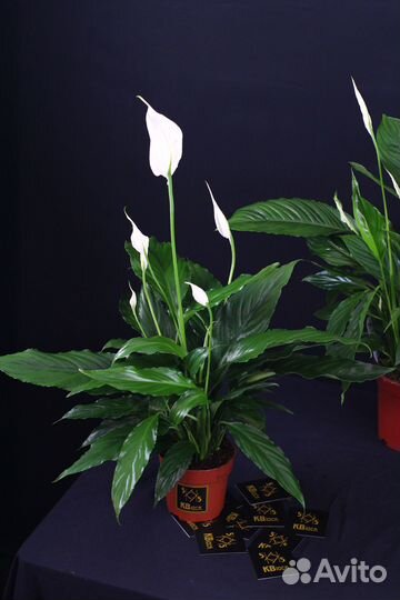 Спатифиллум\Женское счастье\Комнатные растения