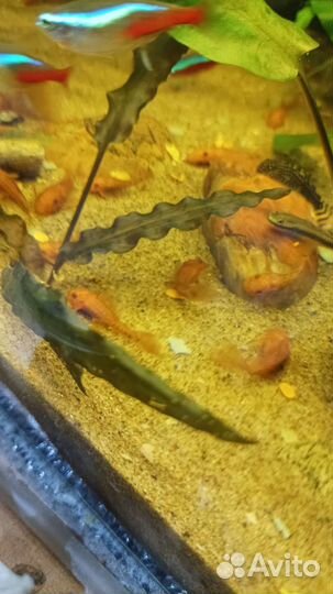 Анциструс супер ред