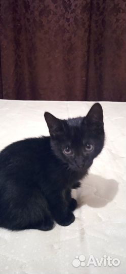 Отдам в добрые руки