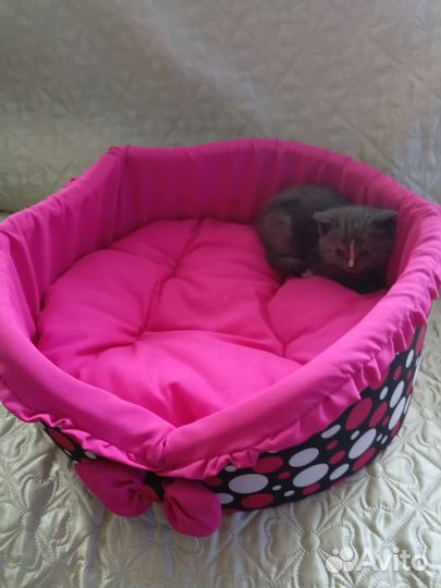 Кошки