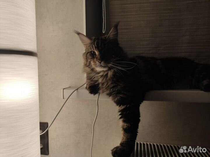 Кот мейн-кун вязка