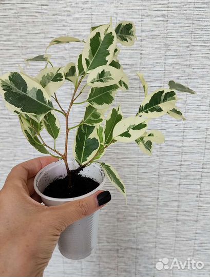 Фикус де гантель