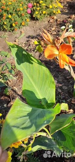 Семена Канны