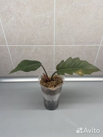 Филодендрон карамель марбл вар