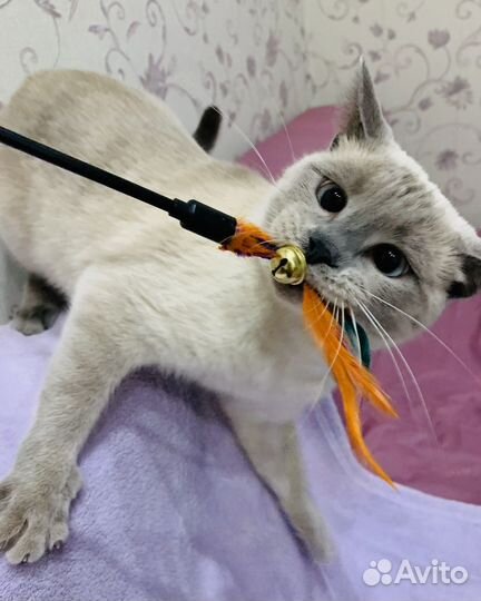 Панда ищет дом