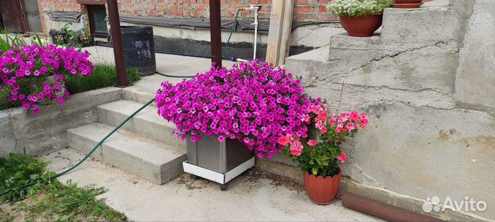 Петуния ампельная подрощенная