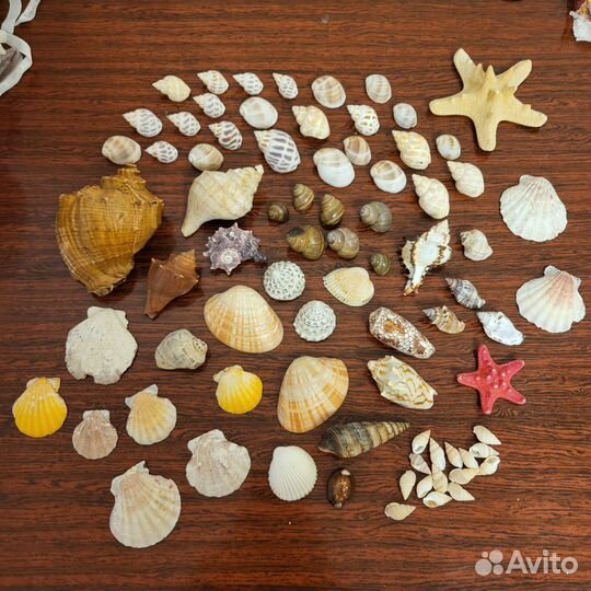 Морские ракушки раковины