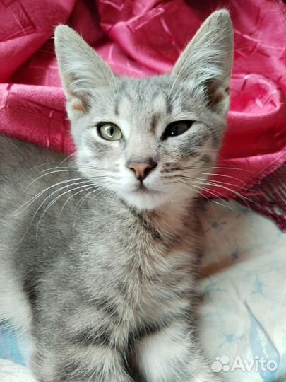 Кошки в добрые руки бесплатно