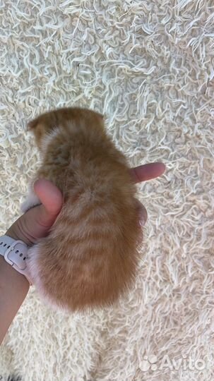 Британские вислоухие котята