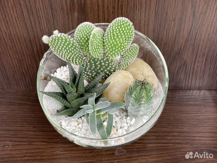 Флорариум из кактусов
