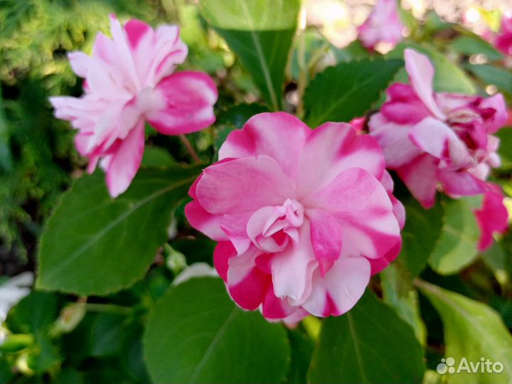 Бальзамины махровые 8 сортов