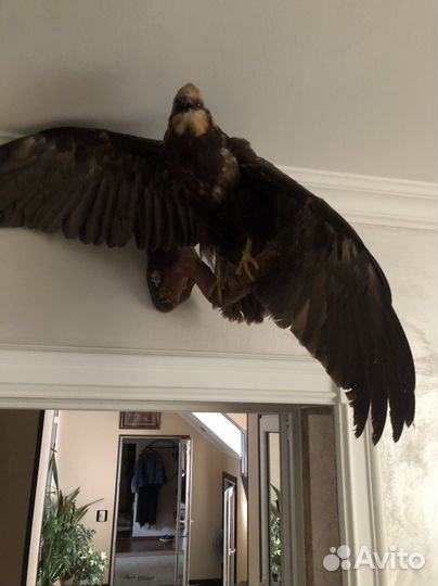 Чучело головы косули и другое