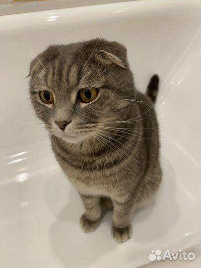 Шотландский вислоухий кот