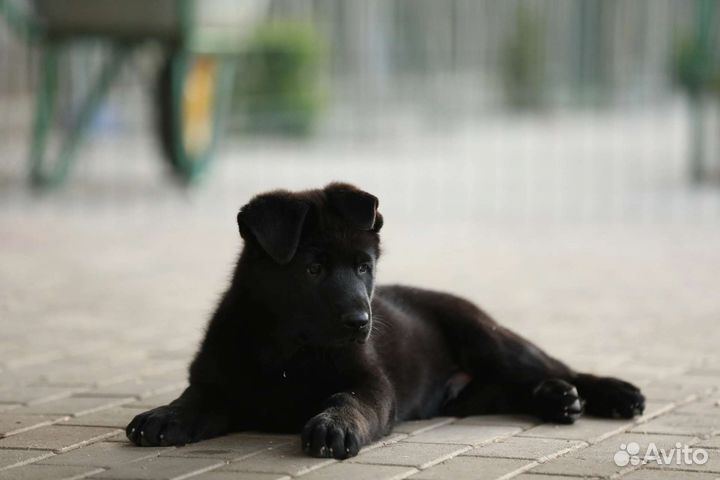 Черный немец