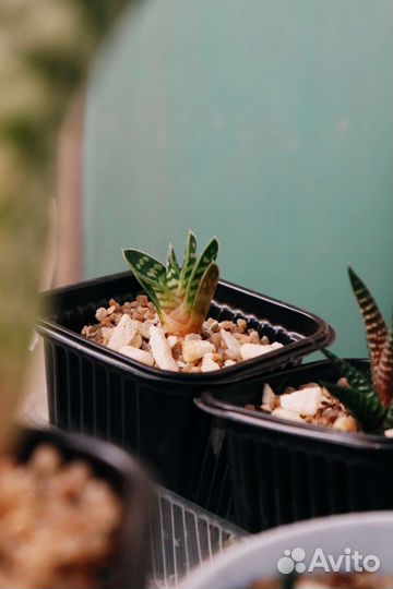 Хавортии, седумы, алоэ