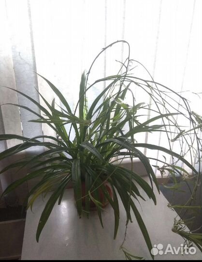 Хлорофитум