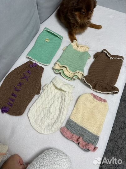 Одежда для маленьких пород собак