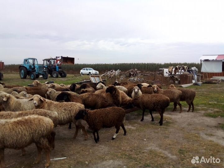 Овцы-матки бараны ягнята