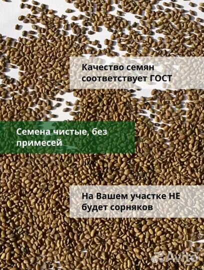 Семена люцерны