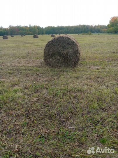 Сено в тюках трехцентировые