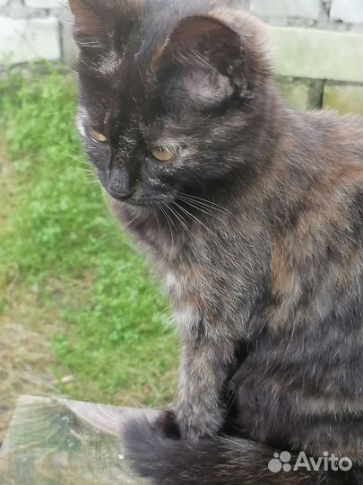 Кошка в дар