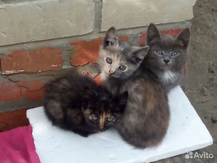 Кошки в добрые руки