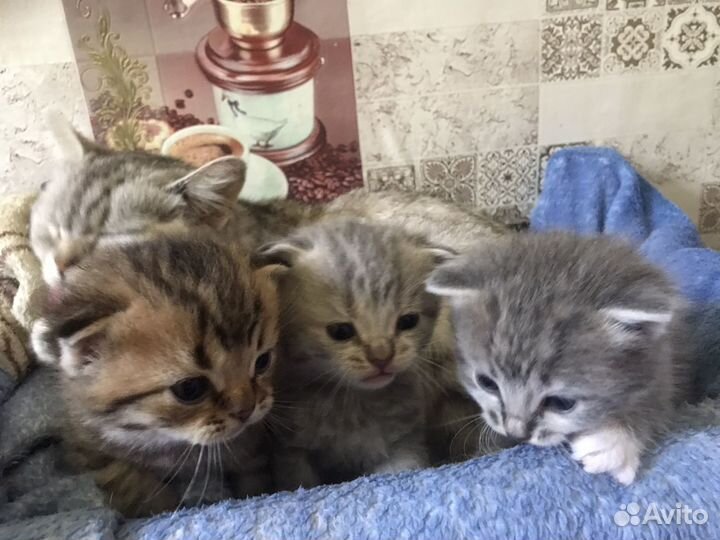 Британские котята помесь