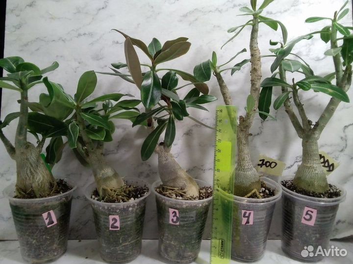 Адениумы и другие суккуленты