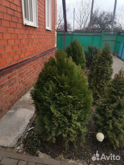 Туя книжка от 1м50см