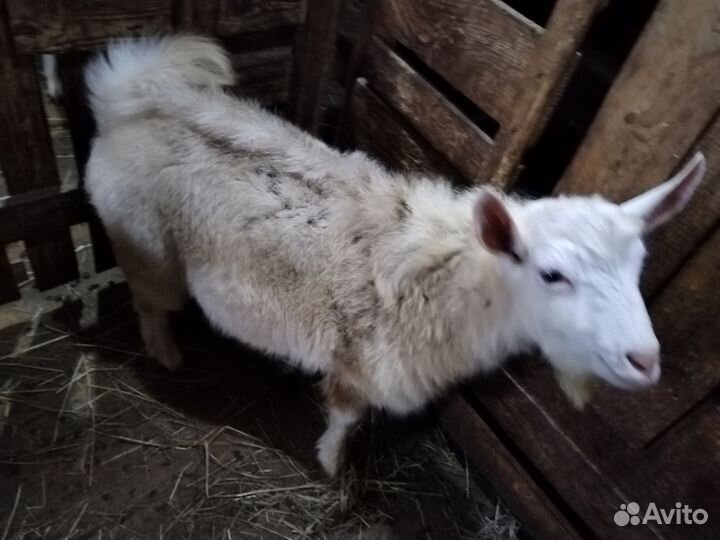 Коза и Козёл