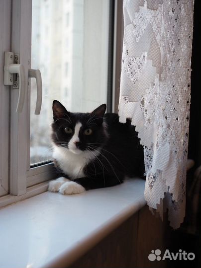 Очень красивый котенок Лисик ищет дом