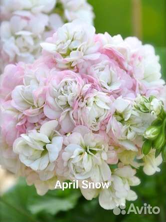 Сортовые пеларгонии