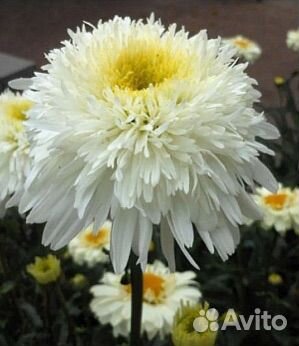 Ромашка махровая