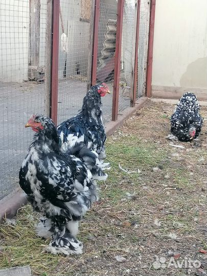 Кохинхин мраморный