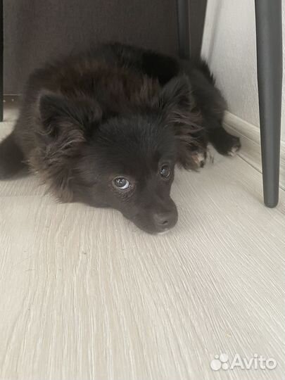 Немецкий шпиц девочка