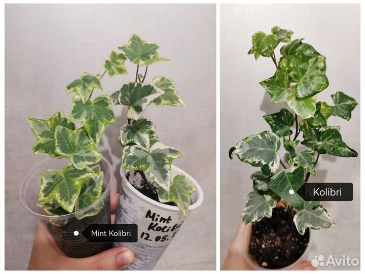 Плющ Хедера / Hedera Helix, более 40 сортов