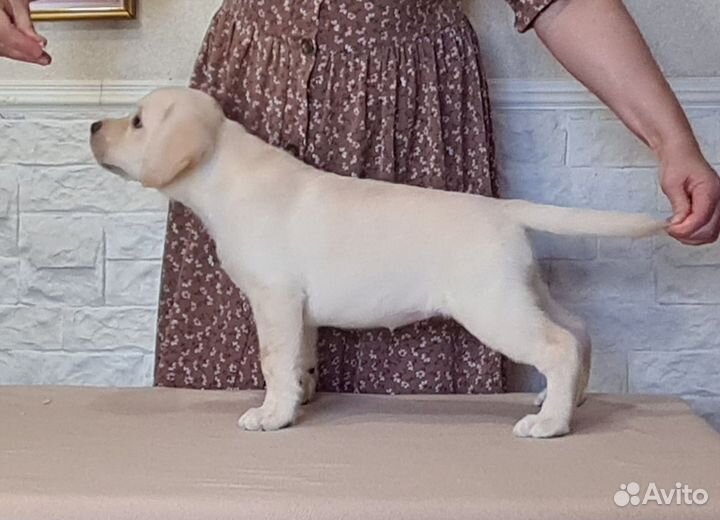 Щенки лабрадора