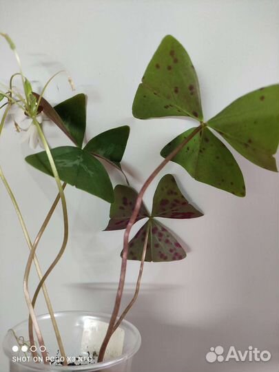 Кислица зелёная, фиолетовая