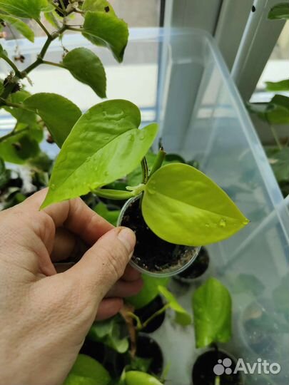 Сциндапсус эпипремнум