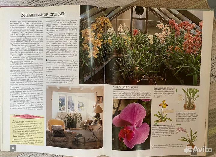 Декоративные растения. Планировка и оформление