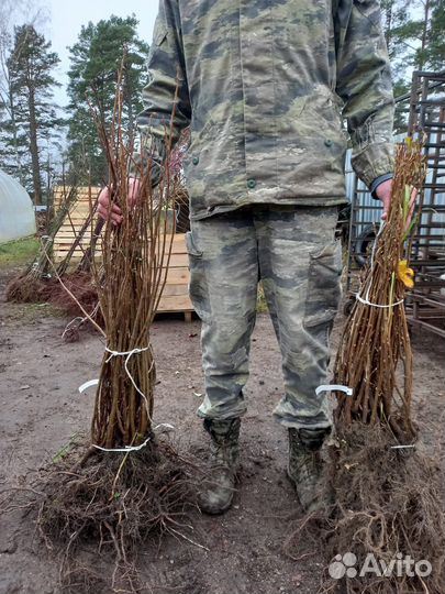 Саженцы черной смородины