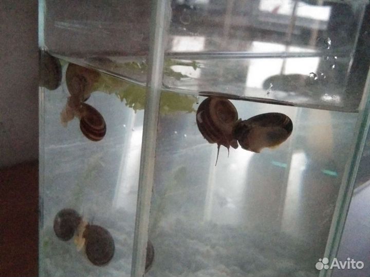 Улитка Мариза