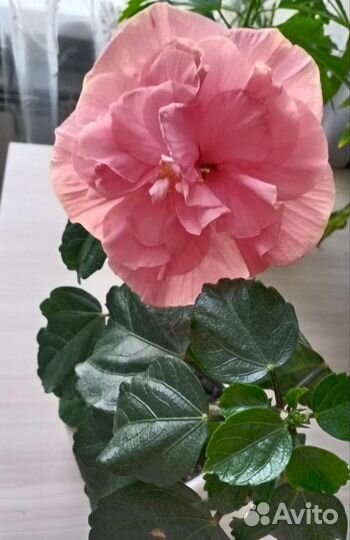 Гибискусы голландские