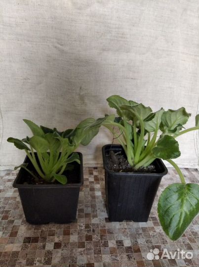 Фиалка комнатная белая