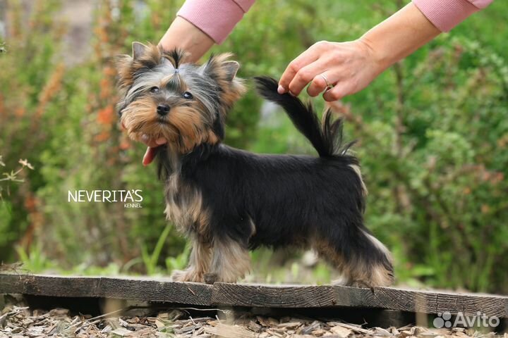 Йоркширский терьер мини