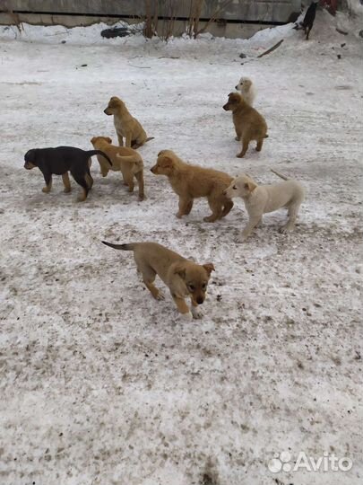 Щенки