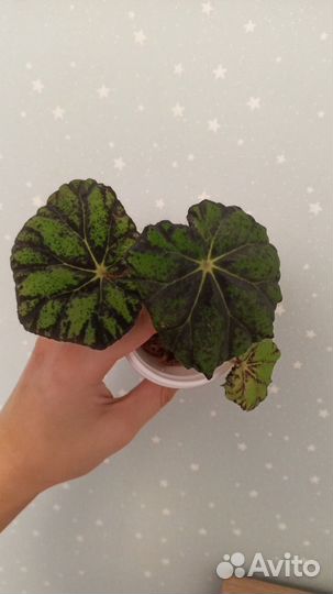 Бегония декоративно лиственная