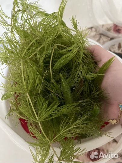 Роголистник в аквариум