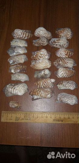 Морские ракушки раковины
